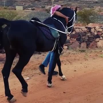 God willing 😍😍 The beauty of the authentic Arabian horse