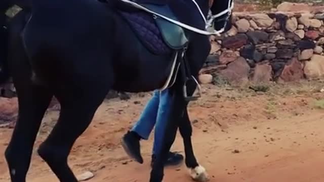 God willing 😍😍 The beauty of the authentic Arabian horse