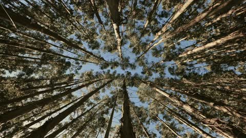 Mother Nature Sound