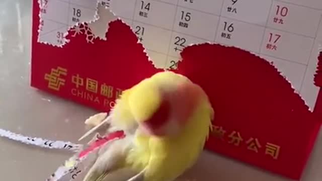 Crazy lovebird craft video