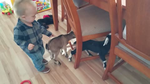 Baby and lovely goats