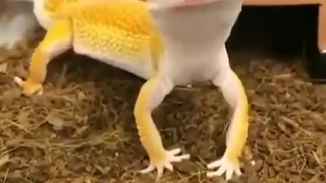 This lizard 🦎 cute and funny than you | funjoumemes