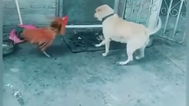 Angry Chicken Vs Dogs & puppies funny Fights