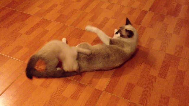 my kittens playing