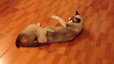 my kittens playing