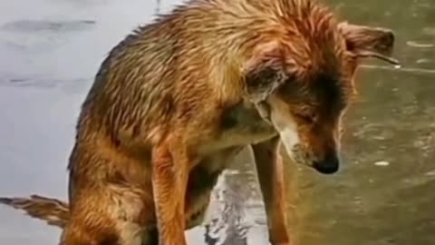 The dog under the heavy rain, waiting for the owner to return home