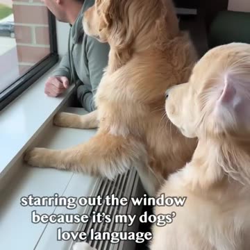 The things you do for your dogs! #goldenretriever