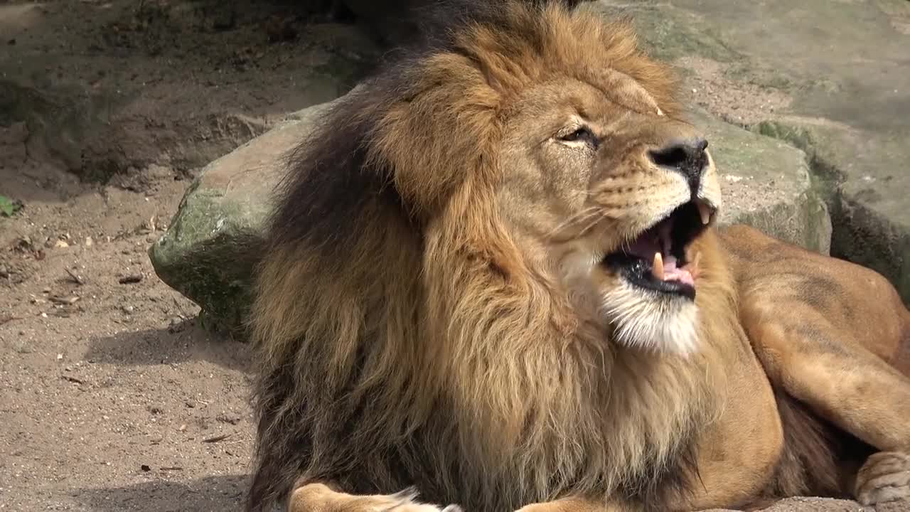 King of the world lion 🦁