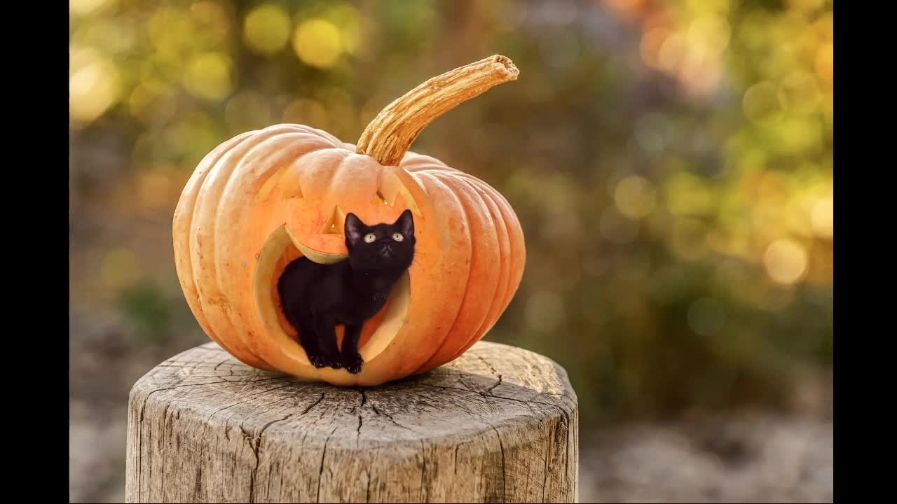 Pumpkin cat 😍🥰