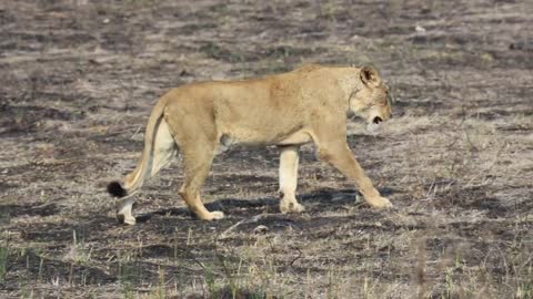 Lion Walking Across Burnt Grass