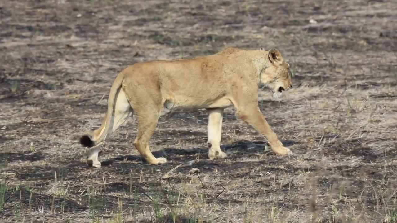 Lion Walking Across Burnt Grass