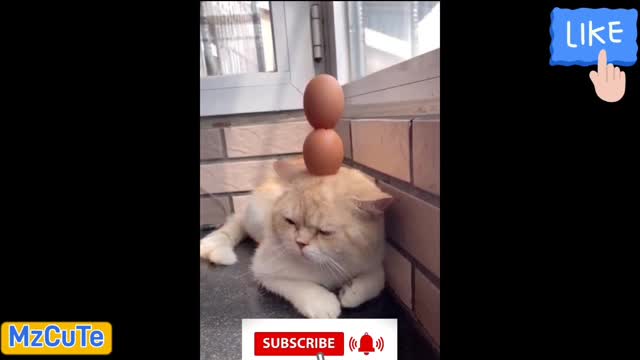 ♥ Funny Cute Cats and Dogs