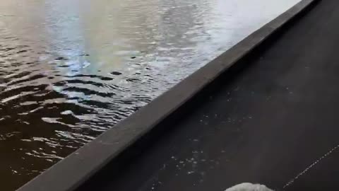 🔥Funniest Dogs will make you laugh all day long | Instagram Reels and Tiktok Videos | Desi animals 🔥