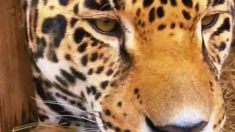 This is a very gentle, not to hurt people leopard, very temperament