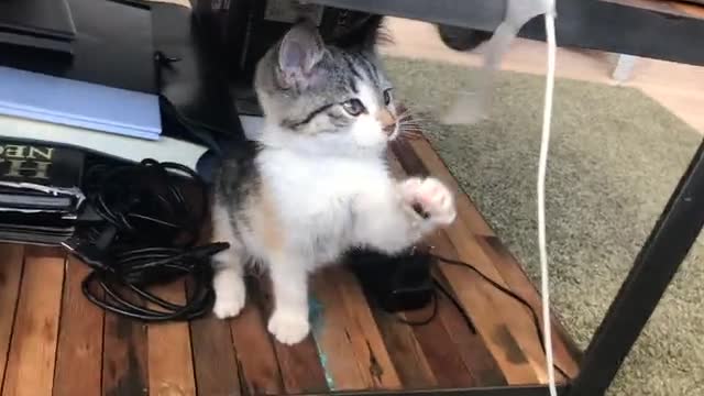 cat fiddling with wire 982385923
