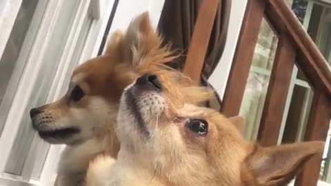 Two brown dogs waiting to get fed