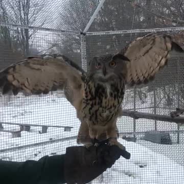 Owl wingspan! So beautiful and powerful