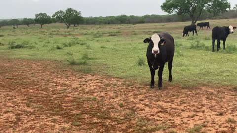 Forty Open Brangus/Brg baldie heifers.