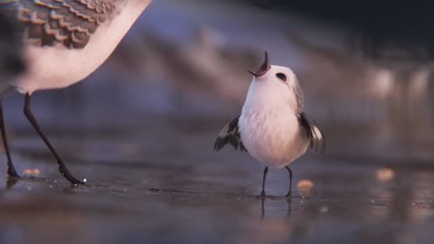 Cute Little Bird Catching Water drop