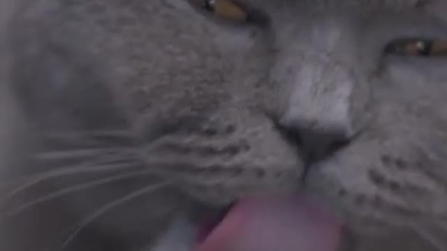 The happiness of raising a cat