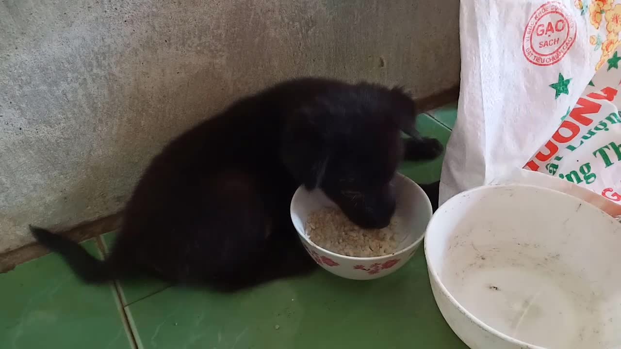 Lovely puppies eat rice.