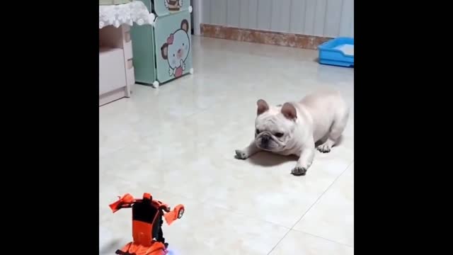 Puppy first play date |Cute puppy is react to transformers toy car