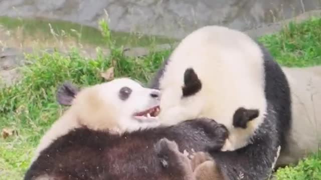 two little pandas playing on the grass