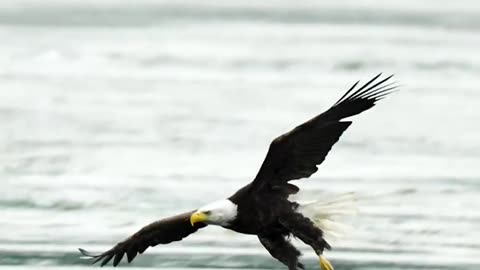 A Eagle catching a fish! 🦅🦅🦅