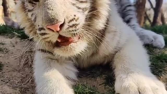 Cute big stupid tiger