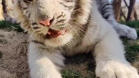 Cute big stupid tiger