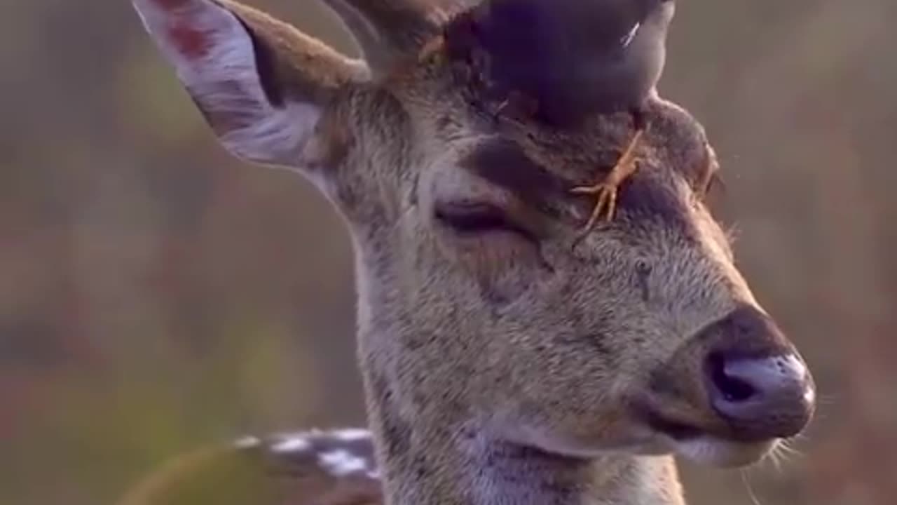 A Myna helping out a deer by nibbling on and cleaning out insects