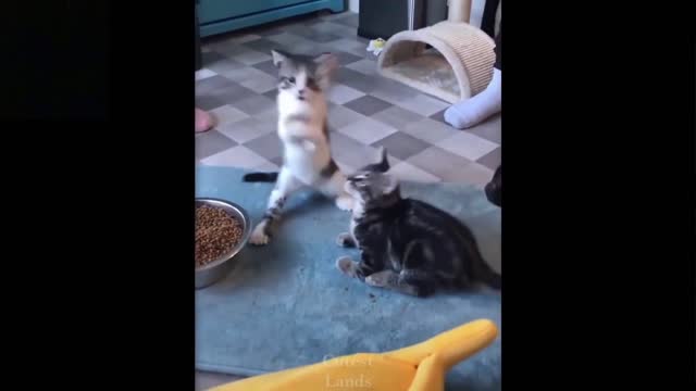 Funny cats want to catch the fish