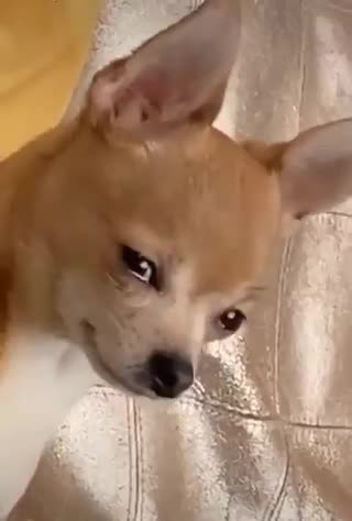 😪😪😪Pelosetto triste