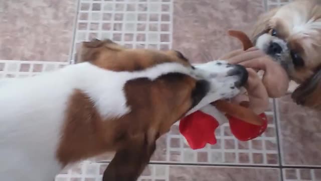 Two little dogs fighting over the pet.