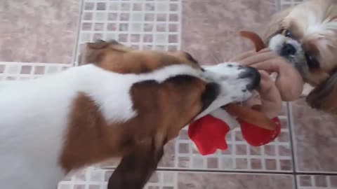 Two little dogs fighting over the pet.