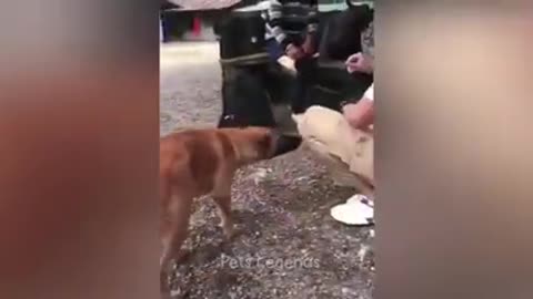 ANIMALS FUNNY MOMENTS Video ANIMALS FUNNY MOMENTS Video ANIMALS FUNNY MOMENTS Video