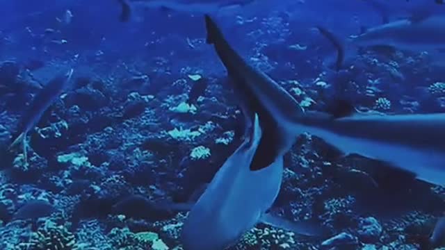underwater world shark