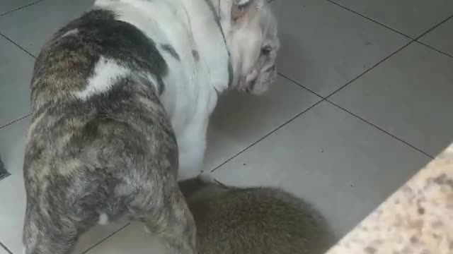 Raccoons Sniff and Give Affection to Dog Friend