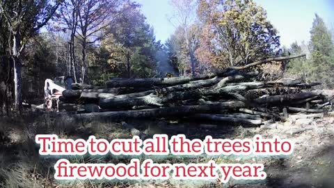 Cutting firewood out of the powerline path trees