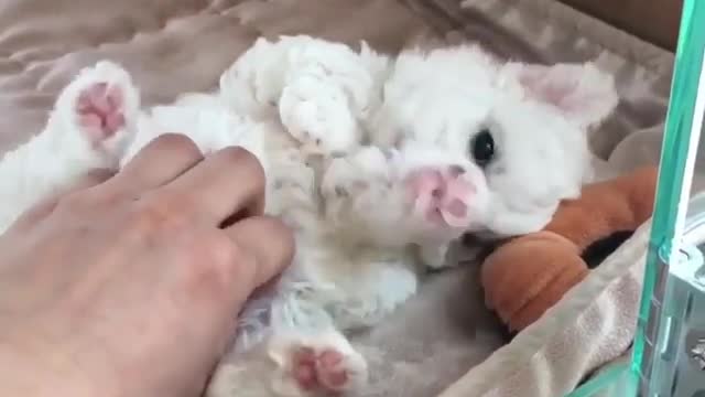 Funny Dog Videos 2021 It's time to LAUGH with Dog's life191