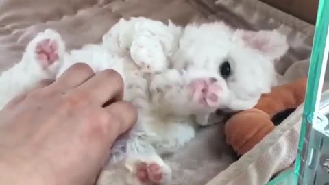 Funny Dog Videos 2021 It's time to LAUGH with Dog's life191