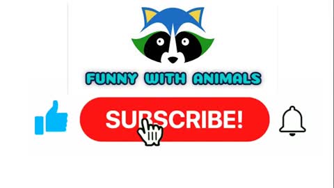 Funniest Cats and Dogs Awesome Funny Pet Animals Life Video