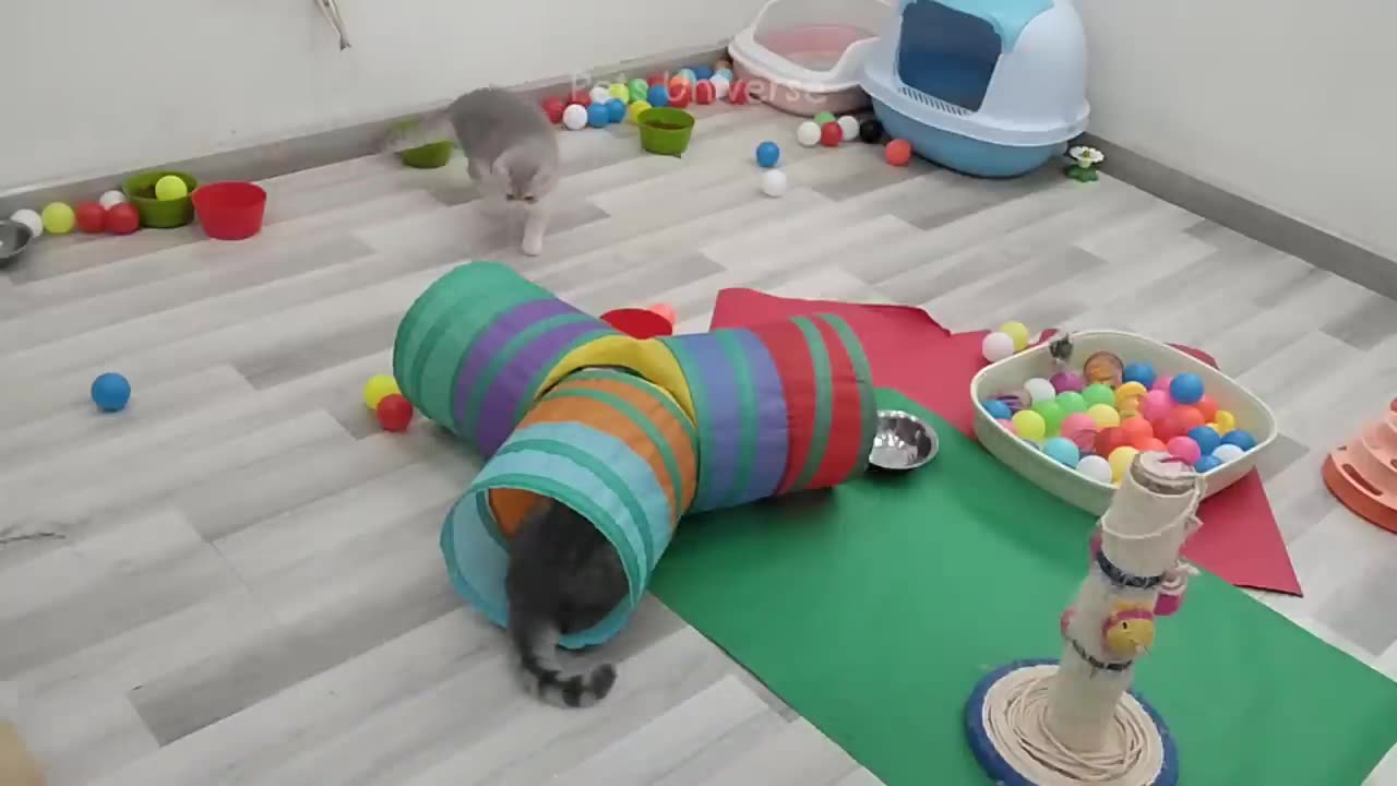 You Laugh You Lose 😍 Funniest Cats and Dogs 2024 😸