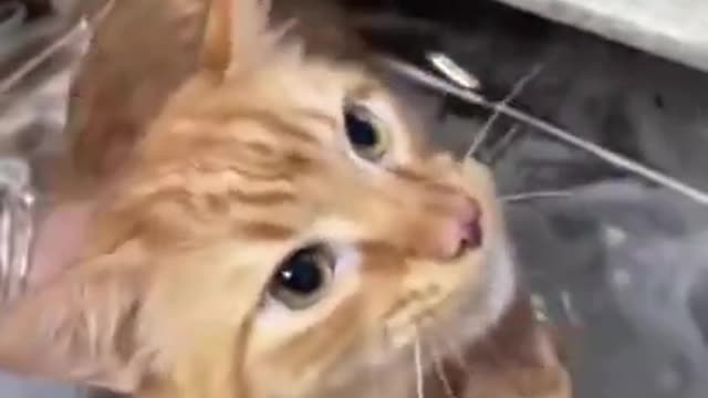 Amazing Funny Cats Viral Clips🐶 Best Funny Cute Cats