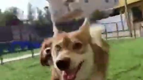 Funny Video Dog