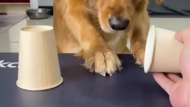 Cute Dog Plays the Cup Game - Do You Know Where is the Food?