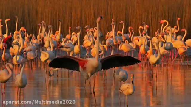A beautiful documentary about wildlife.