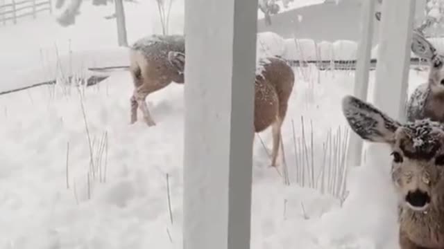 Deer roam locally in the snow