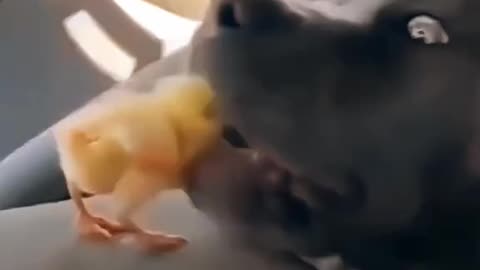 Animal funny video