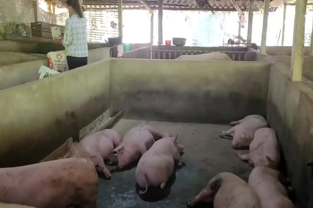 Go to the market to sell chickens and eggs